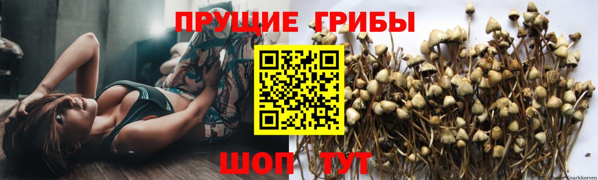 Галлюциногенные грибы Psilocybine cubensis  Вход с VPN  что такое наркотик  Ревда 